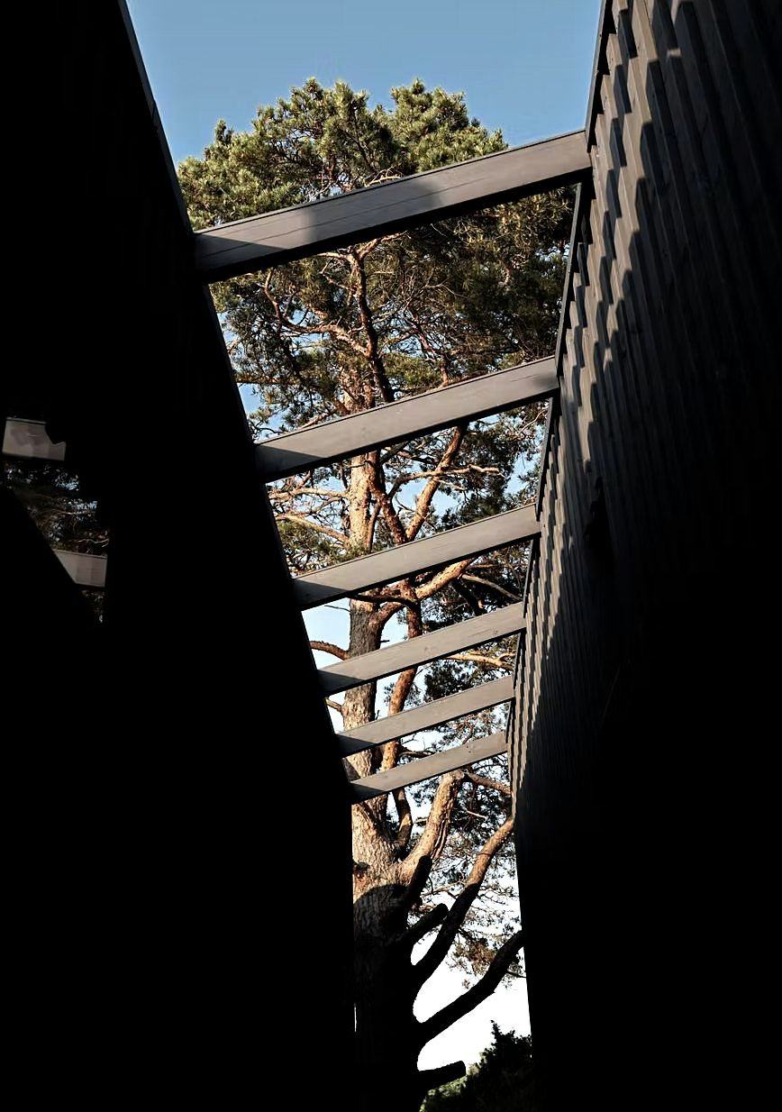 An old pine rising beside a timber pergola